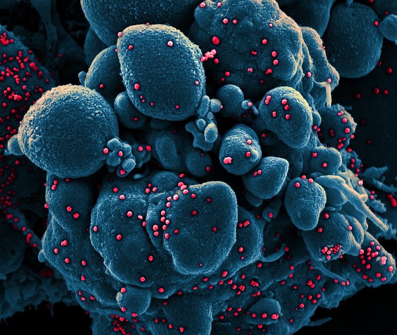 Novedades en nuestra web: ‘Guía de la RNBB para el manejo de muestras humanas en investigación biomédica. Recomendaciones ante la pandemia de COVID-19’